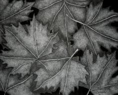 black-leaves